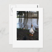 Goose Walk Postkarte (Vorne/Hinten)
