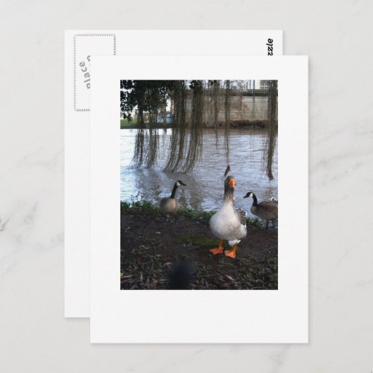 Goose Walk Postkarte (Vorne/Hinten)