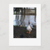 Goose Walk Postkarte (Vorderseite)