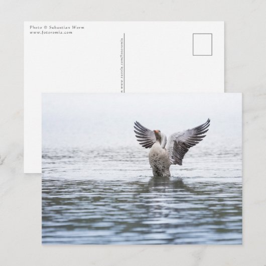 Goose Wildlife Foto Postkarte (Vorne/Hinten)