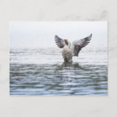 Goose Wildlife Foto Postkarte (Vorderseite)