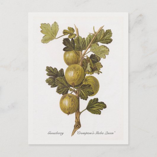 Gooseberry 'Crompton's Sheba Queen' Postkarte (Vorderseite)