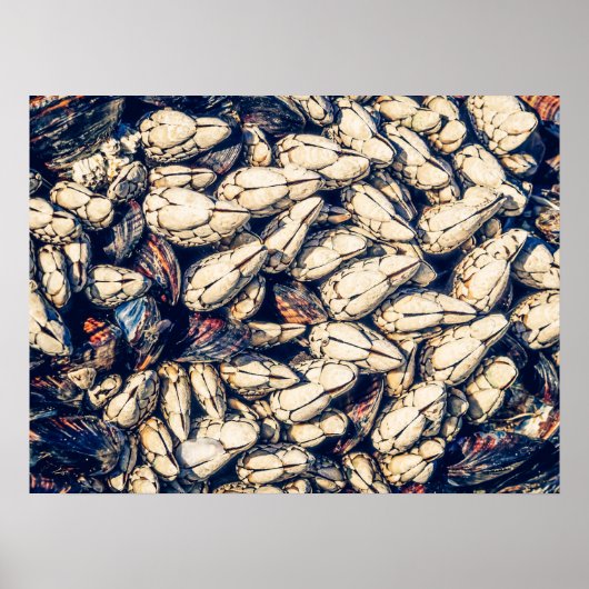 Gooseneck Barnacles & Mussels, Westküste Kanada Poster (Vorne)