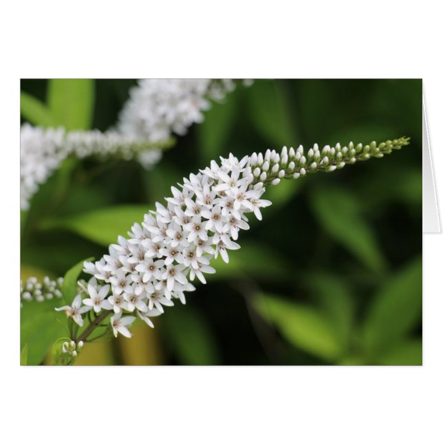Gooseneck Loosestrife (Vorderseite (Horizontal))