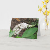 Gooseneck Loosestrife Karte (Gelbe Blume)