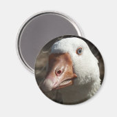 Goosey Goosey Magnet (Vorderseite/Rückseite)