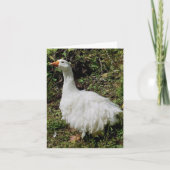 Goosey Greeting Karte (Vorderseite)