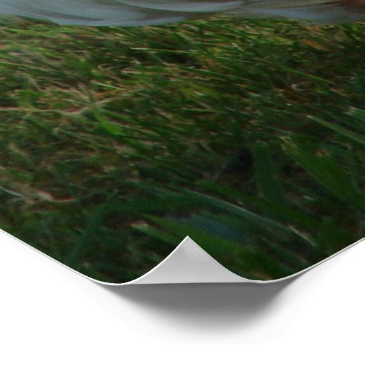 Goosey Poster (Ecke)