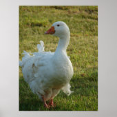 Goosey Poster (Vorne)