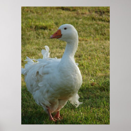 Goosey Poster (Vorne)