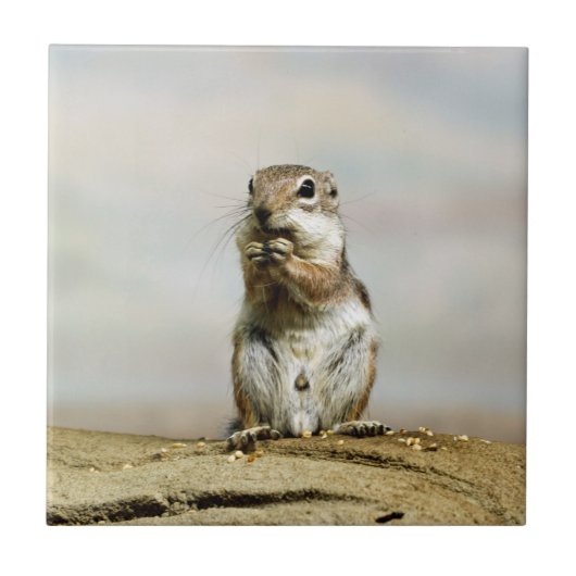 Gopher_005 Fliese (Vorderseite)