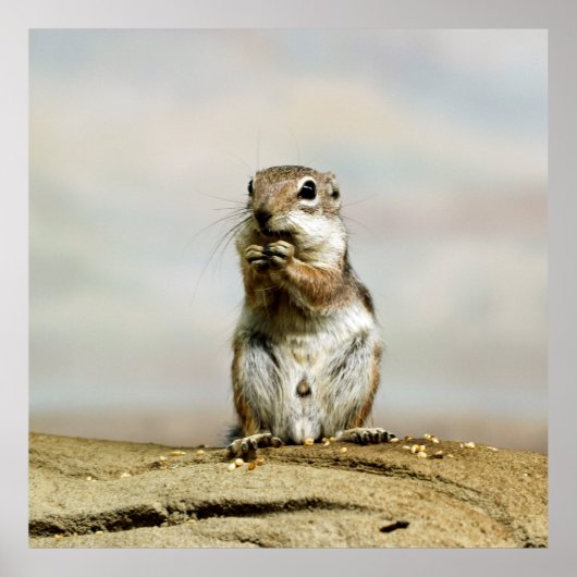 Gopher_005 Poster (Vorne)