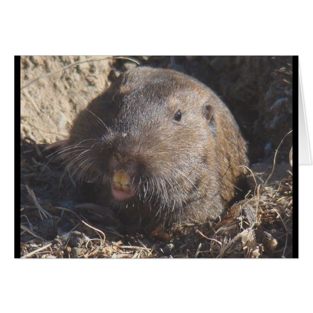 Gopher-Karte (Vorderseite (Horizontal))