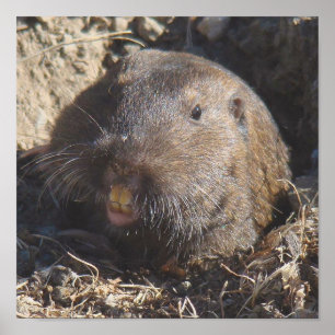 Gopher-Plakat Poster