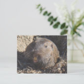 Gopher Postcard Postkarte (Stehend Vorderseite)
