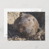 Gopher Postcard Postkarte (Vorne/Hinten)