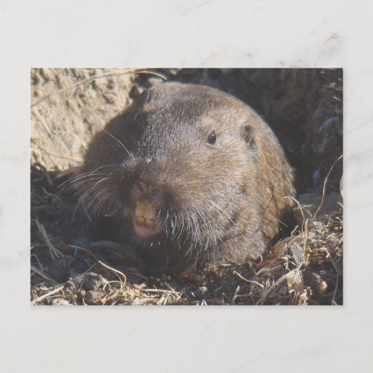 Gopher Postcard Postkarte (Vorderseite)