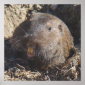 Gopher Poster (Vorne)