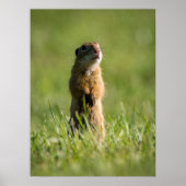 Gopher Poster (Vorne)