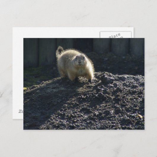 Gopher Poster Postkarte (Vorne/Hinten)