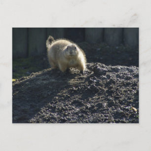 Gopher Poster Postkarte