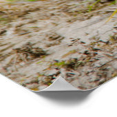 Gopher-Schildkröte frisst Gras Poster (Ecke)