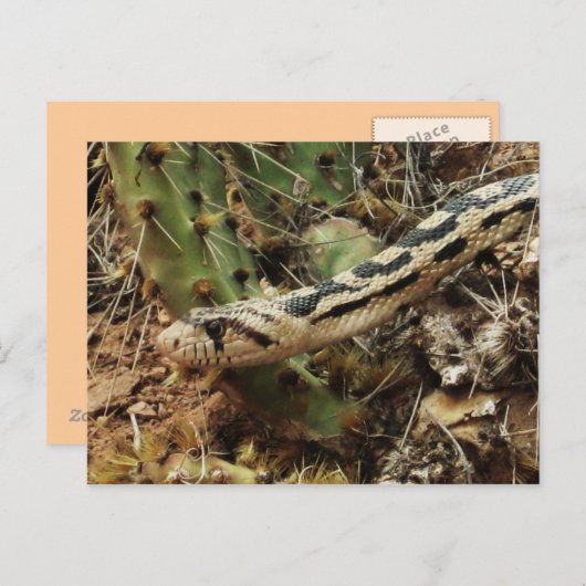 Gopher Snake Blank Postkarte (Vorne/Hinten)