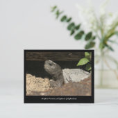 Gopher Tortoise auf dem Blick Postkarte (Stehend Vorderseite)