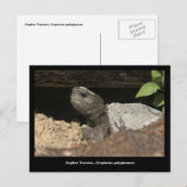 Gopher Tortoise auf dem Blick Postkarte (Vorne/Hinten)