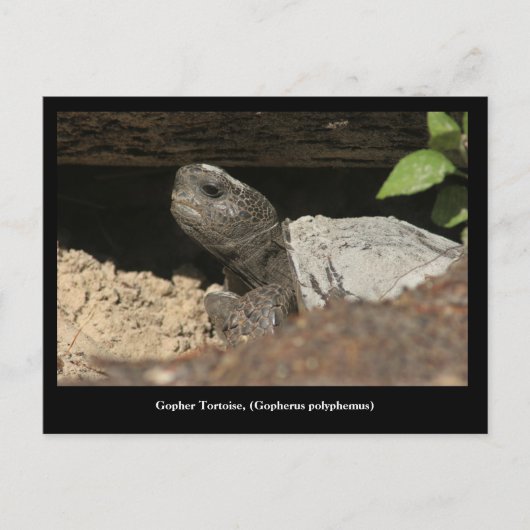Gopher Tortoise auf dem Blick Postkarte (Vorderseite)