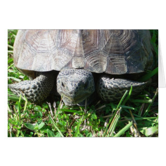 Gopher Tortoise im Gras