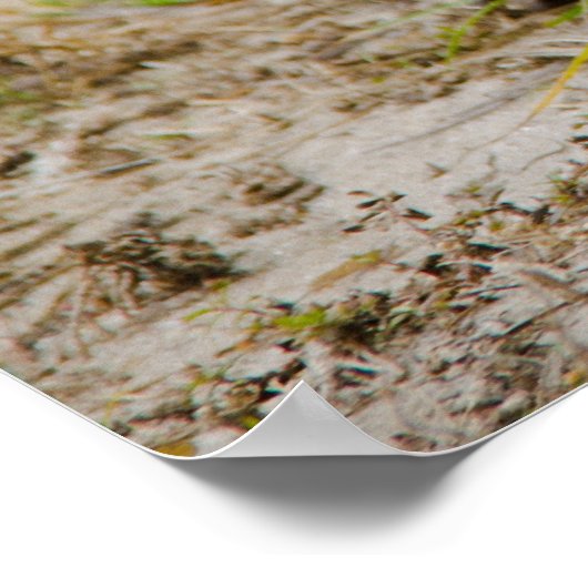 Gopher Tortoise isst Grass Poster (Ecke)