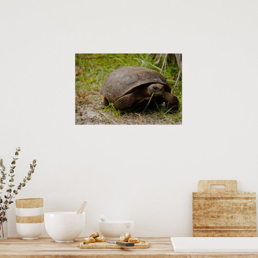 Gopher Tortoise isst Grass Poster (Küche)