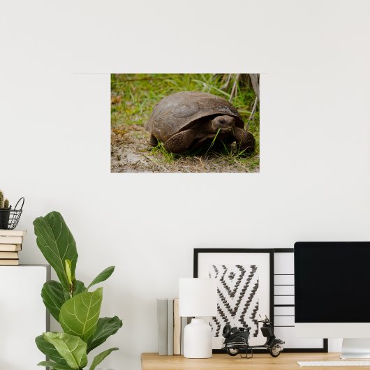Gopher Tortoise isst Grass Poster (Heimbüro)
