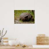 Gopher Tortoise isst Grass Poster (Küche)