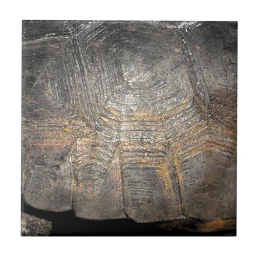 Gopher Tortoise Muschel Fliese (Vorderseite)