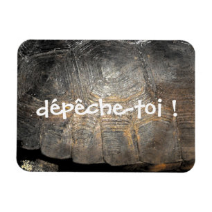 Gopher Tortoise Muschel Magnet