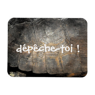 Gopher Tortoise Muschel Magnet