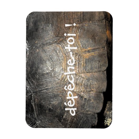 Gopher Tortoise Muschel Magnet (Vertikal)