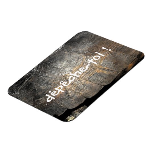 Gopher Tortoise Muschel Magnet (Linke Seite)