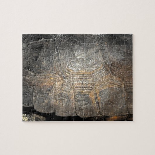 Gopher Tortoise Muschel Puzzle (Horizontal)