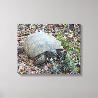 Gopher Tortoise on Morning Leinwanddruck