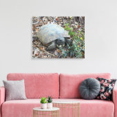 Gopher Tortoise on Morning Leinwanddruck (Insitu (Wohnzimmer))