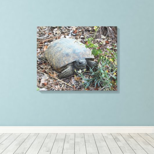 Gopher Tortoise on Morning Leinwanddruck (Insitu (Holzboden))
