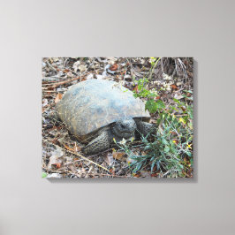 Gopher Tortoise on Morning Leinwanddruck