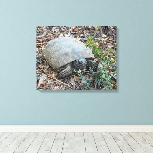 Gopher Tortoise on Morning Leinwanddruck (Insitu (Holzboden))