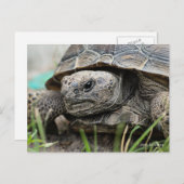 Gopher Tortoise Postkarte (Vorne/Hinten)
