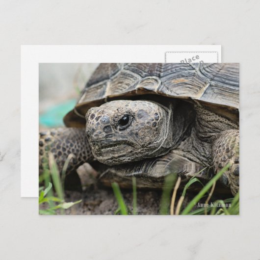 Gopher Tortoise Postkarte (Vorne/Hinten)