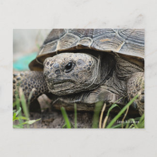Gopher Tortoise Postkarte