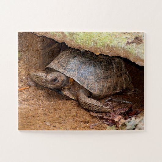 Gopher Turtle Puzzle (Horizontal)